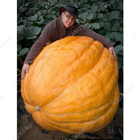 30pcs Giant Pumpkin Seeds - Best Seeds Online | Free Shipping Worldwide | BestSeedsOnline.com