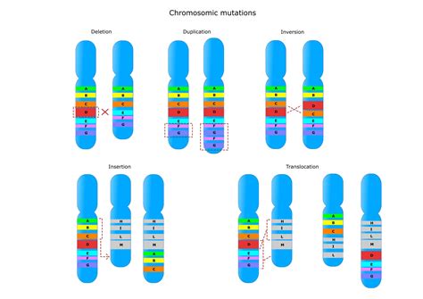 Chromosome Mutations - Biology Online Tutorial