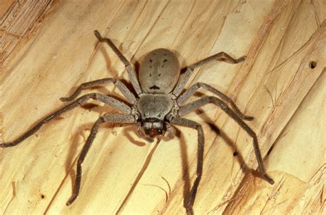 Sydney exhibit Huntsman Spider - EATT Magazine Your Travel Podcast for English lessons