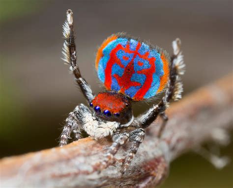 273 best Peacock Spider images on Pholder | Nature Is Fucking Lit, Interestingasfuck and ...