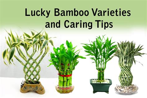 Lucky Bamboo Varieties and Caring Tips | Plants Information