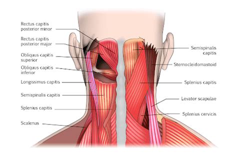 Getting to Know The Muscles of the Neck