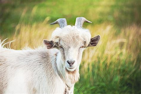 Close-up of a Beautiful Unusual Goat with Funny Hair on a Farm on a ...