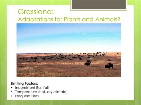 PPT - Biome Adaptations & Niches PowerPoint Presentation, free download - ID:2655272