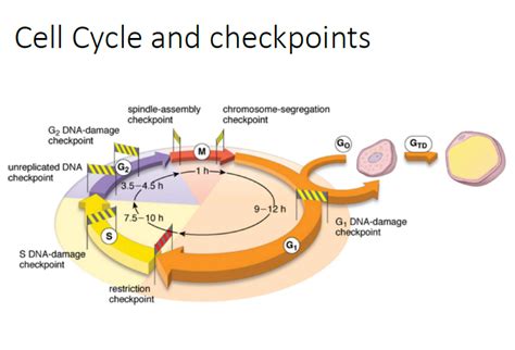 Cell Cycle and Checkpoints (in progress) Diagram | Quizlet