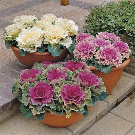 CABBAGE Flowering Mixed Colours - A-K Miscellaneous – Australian Seed