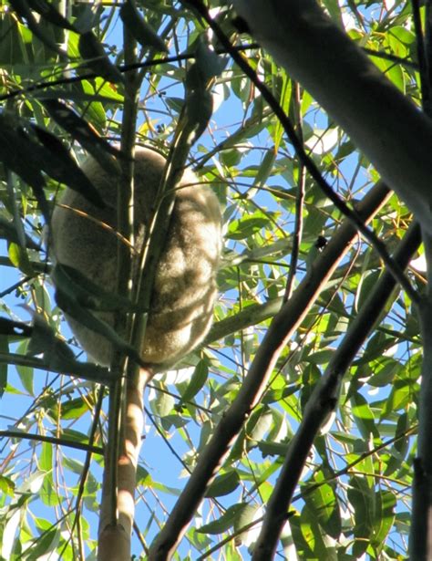 Koala claws | Mount Gravatt Environment Group