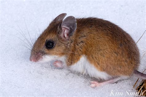 white-footed-mouse-gloucester-ma-copyright-kim-smith | Kim Smith Films