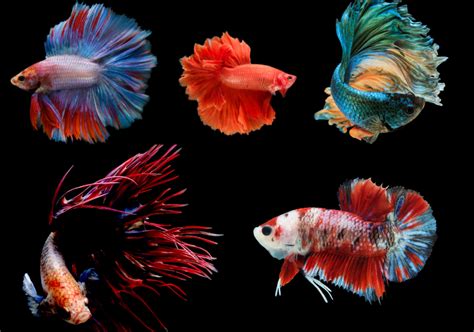 28 Types of Betta Fish: Top Colors, Tails & Patterns