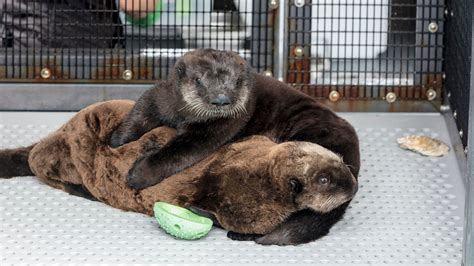 Shedd Aquarium Takes In Pair of Orphaned Sea Otter Pups | Chicago News ...