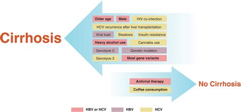 Clinical Advances in Fibrosis Progression of Chronic Hepatitis B and C