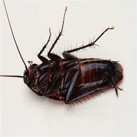 Types of Cockroaches: How to Identify Cockroach Species