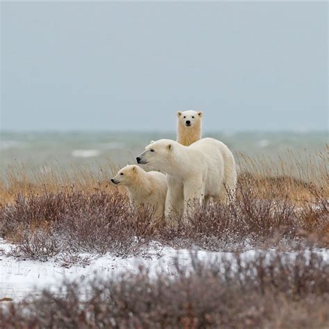 A polar bear family near the Hudson Bay in Churchill, Manitoba, Canada (© Marco Pozzi ...