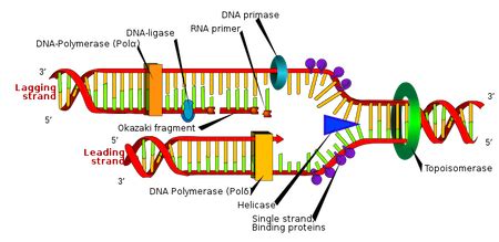 DNA Ligase Overview & Function | What Do Restriction Enzymes Do ...