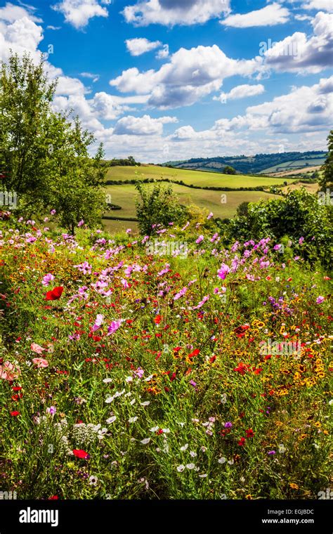 Summer wildflowers with rolling English countryside beyond Stock Photo - Alamy