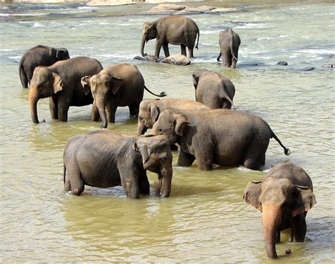 Sri Lankan elephant - Wikipedia