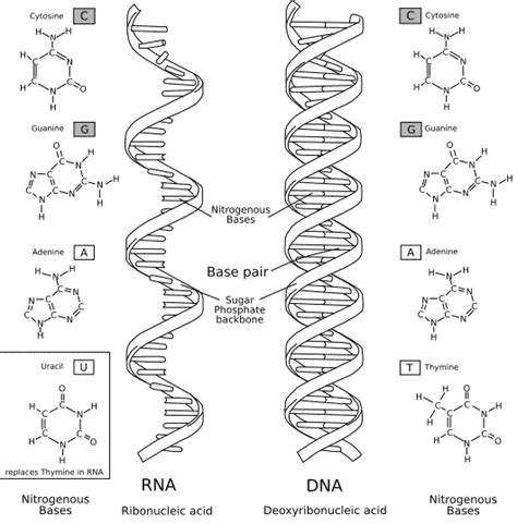 DNA vs RNA - Difference and Comparison | Diffen