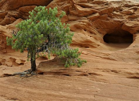 12 Types of Juniper in Native and Landscaped Habitats