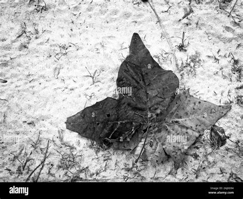 Colorful leaves on beach in Black and White Stock Photos & Images - Alamy