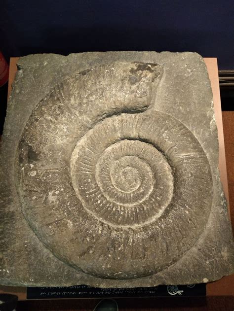 Ammonite Fossil