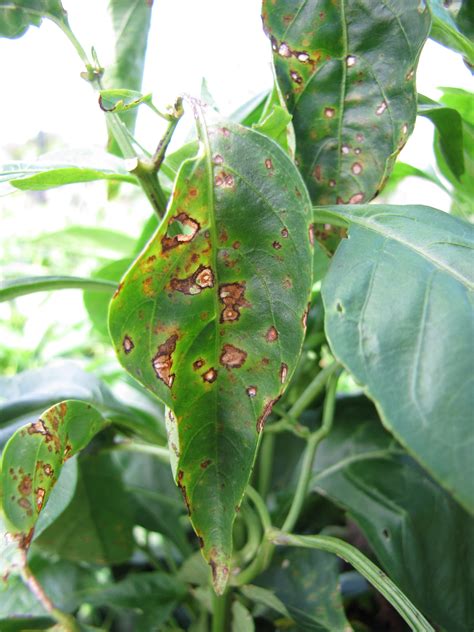 Vegetable Diseases of the Week – 5/17/15 — Plant & Pest Advisory