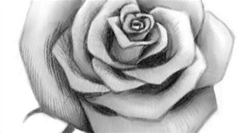 hoontoidly: Rose Drawings In Pencil Outline Images