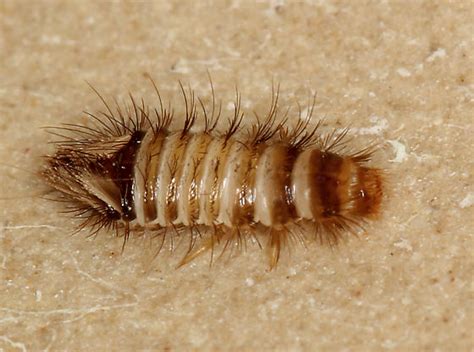 Images Of Carpet Beetle Larvae - Carpet Vidalondon