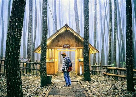 Hutan Pinus Mangunan , Lokasi , Rute dan Harga Tiket Masuk 2021