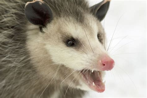 Virginia opossum | Description, Habitat, & Facts | Britannica