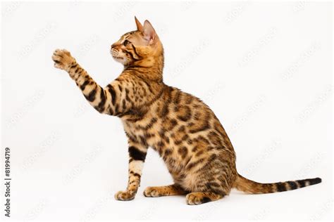 Bengal Cat playing Stock Photo | Adobe Stock