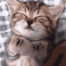 Cat Sleep GIF - Cat Sleep - Discover & Share GIFs