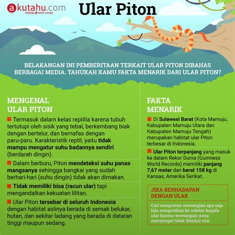 Ular Piton - Akutahu.com - Sekejap Lebih Cerdas