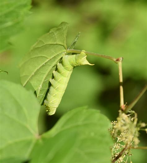 What Big Smooth Caterpillar Is Rusty Brown With 5 White Eye Spots? Or Green With Small Black ...