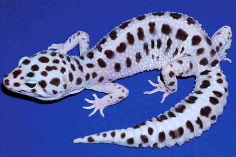 Lemon Frost Leopard Gecko Skin Tumors Traced to Cancer Gene