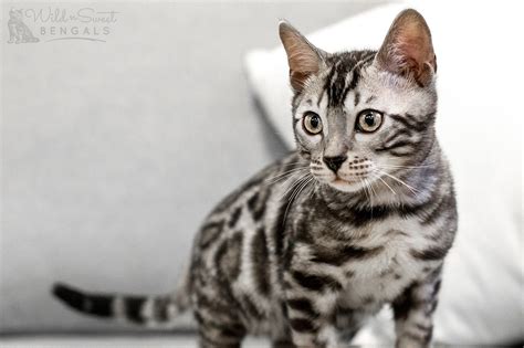 Silver Bengal Cats & Kittens for Sale 🐱 | Wild & Sweet Bengals