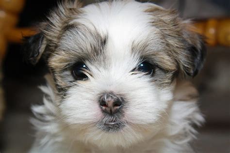 Maltese Shih Tzu - Complete Mix Breed Guide - Animal Corner