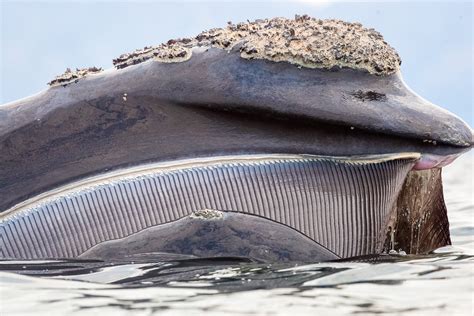 The Oral History of Toothless Whales | Hakai Magazine