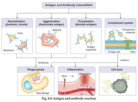 Antigen and antibody interaction - Immunology