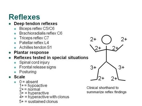 Normal Plantar Reflex