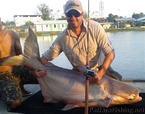 Mekong giant catfish - Pattaya Fishing