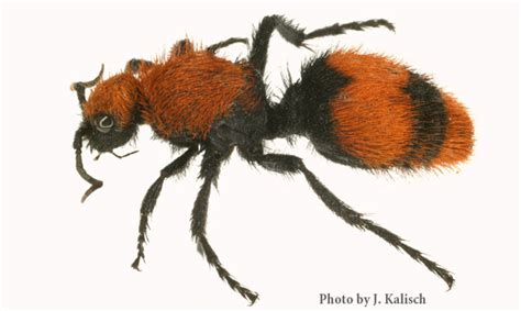 Velvet Ant (Cow Killer Ant) | Nebraska Extension in Lancaster County