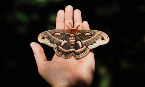 Moth Symbolism: 3 Meanings + Why You're Seeing Them