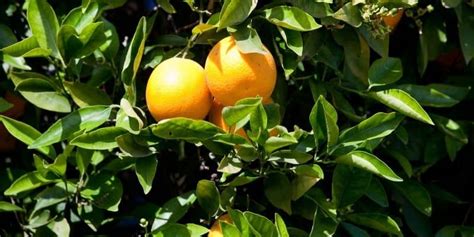 5 Reasons Why Orange Tree Leaves Curl (& How To Fix It) – Couch to ...