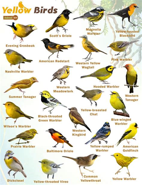 Yellow Birds – Facts, List, Pictures