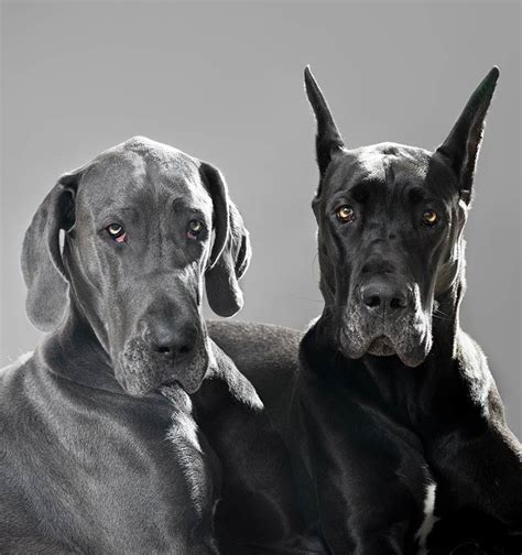 Great Dane Colors - The Colorful World of the Great Dane