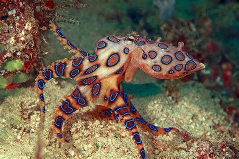 Tourists post video holding octopus that could kill them in an instant