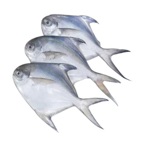 White Pamphlet Fish at Rs 950/kg | Pomfret Fish in Bengaluru | ID: 23230713648