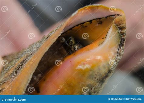 Close Up of Conch in Its Shell Stock Photo - Image of conch, orange: 156976232