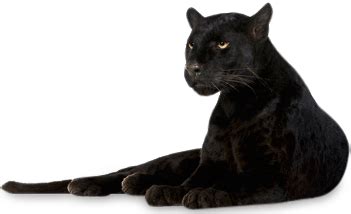 Panther Lying Down transparent PNG - StickPNG