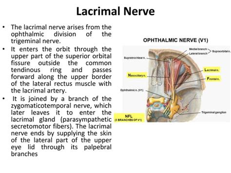 Anatomy of the orbit (nerves and vessels) | PPT